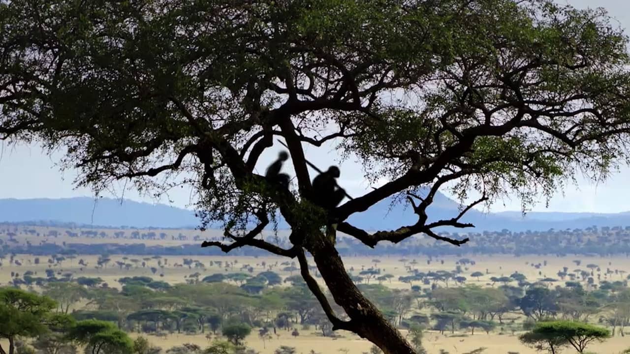 Homo sapiens, the New Origins backdrop