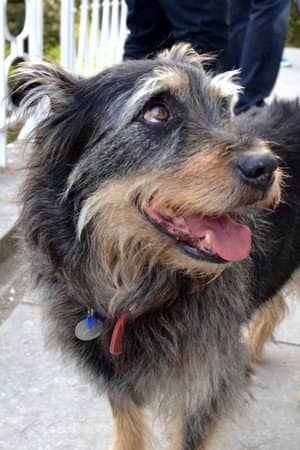 Taz Bear