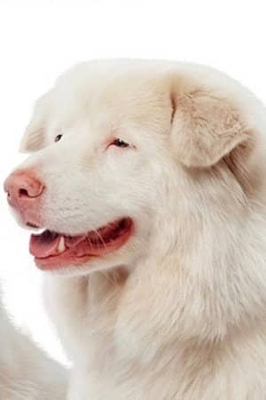 Hima