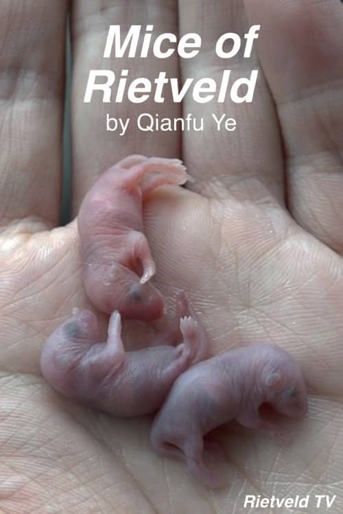 Mice of Rietveld
