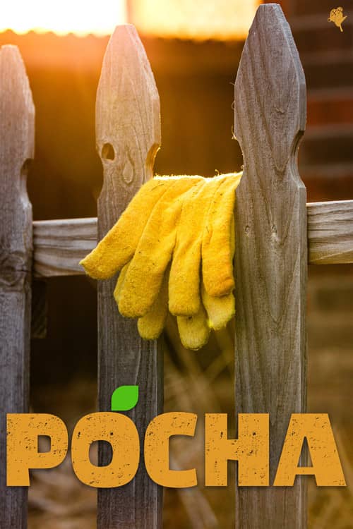 Pocha