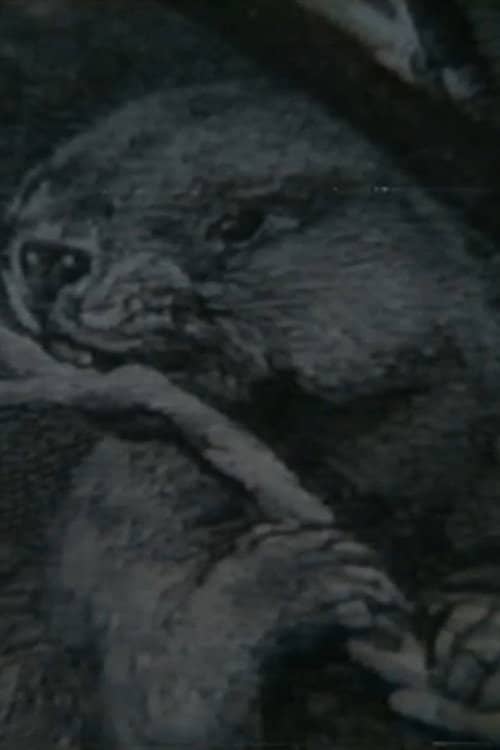 Beaver Report