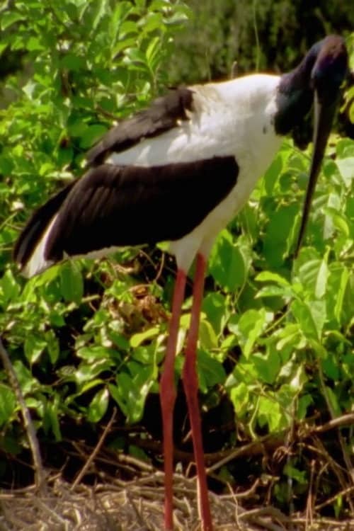 Wild Kakadu
