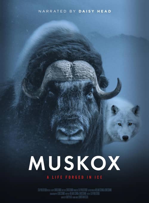 Muskox