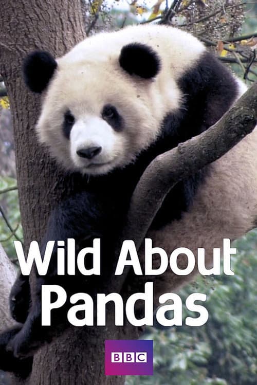 Wild About Pandas Season 1 poster