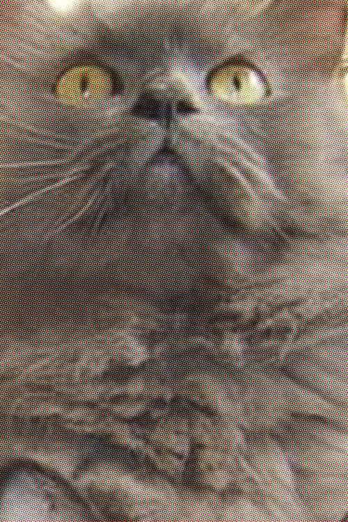 Monstro Cat