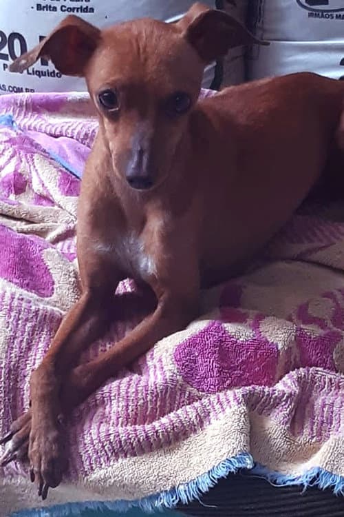 Magrelo