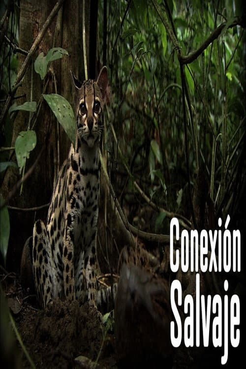Wild Connection Season 1 poster