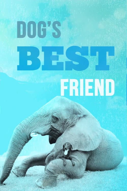Dog's Best Friend Season 2 poster