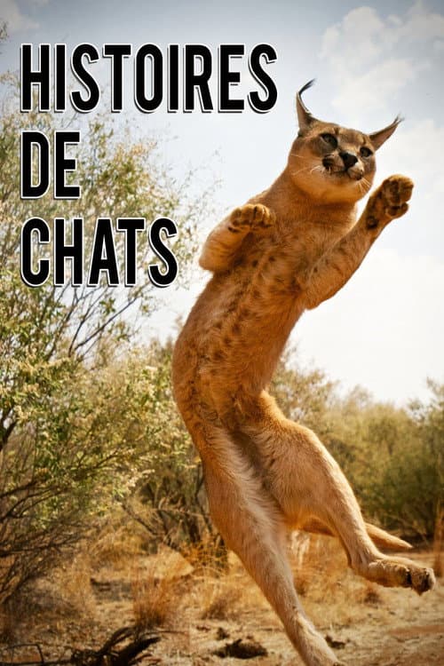 The Story of Cats Season 1 poster