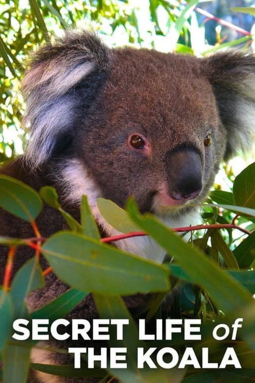 Secret Life of the Koala Season 1 poster
