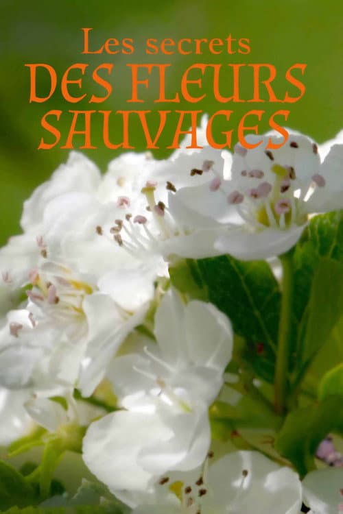 Les Secrets des fleurs sauvages Season 1 poster