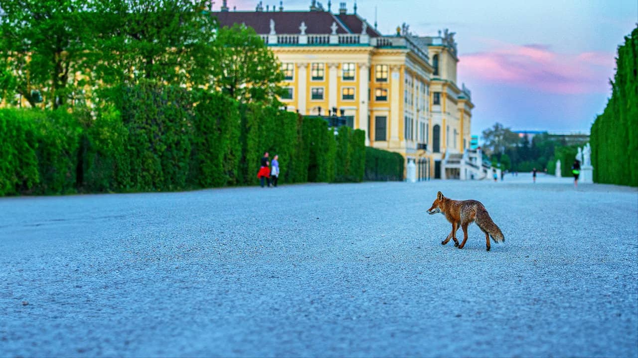 Wild Vienna backdrop