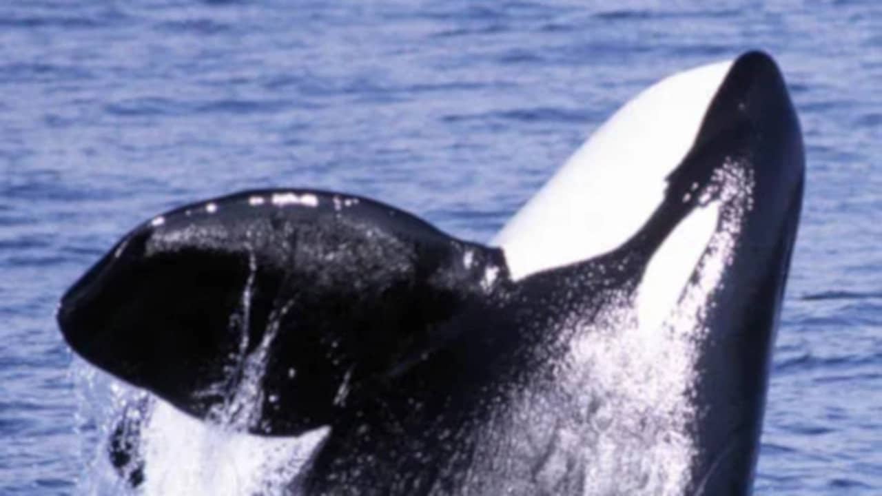 Secret Killers of Monterey Bay backdrop