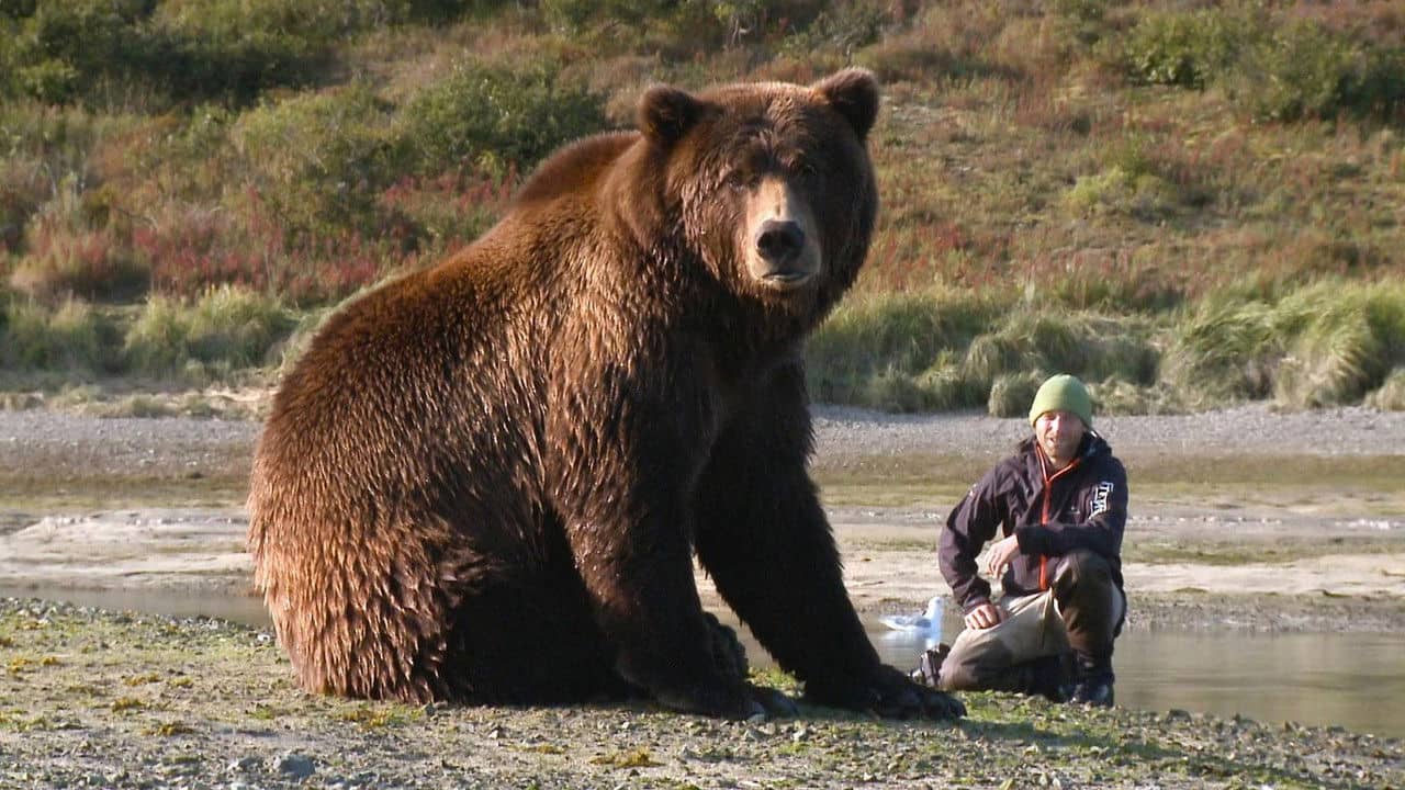 Bear-Like backdrop