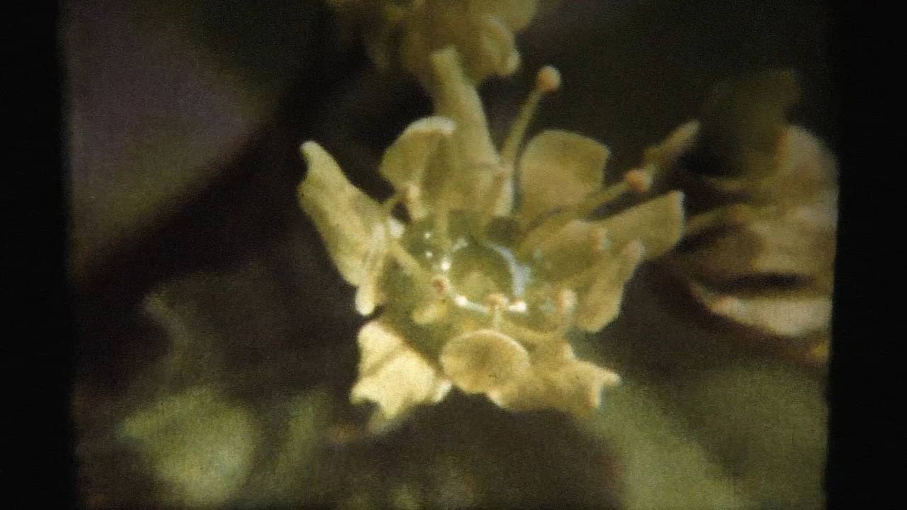 Adagio backdrop