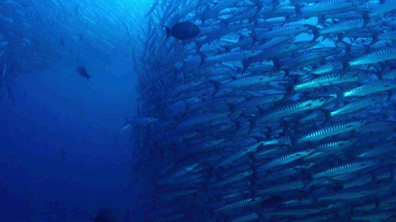 The Magic of the Big Blue. Seven Continents backdrop