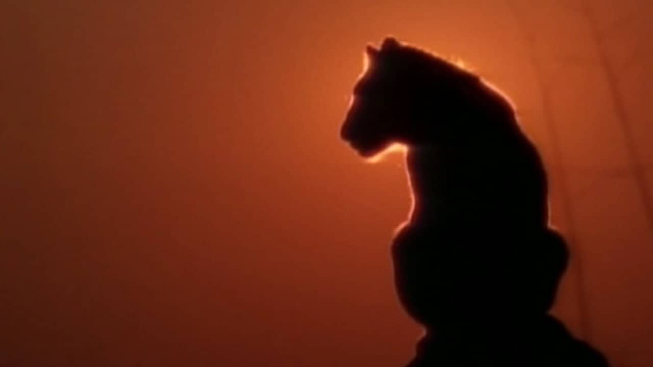 Lions Of Darkness backdrop