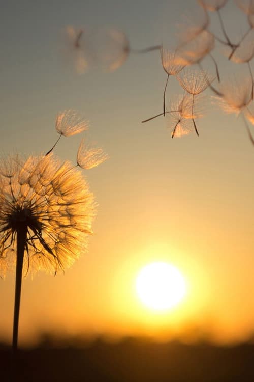 Pusteblume Season 2 poster