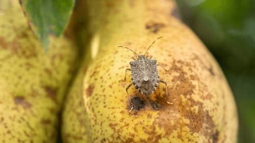 What if... genomics could protect New Zealand from invasive species?
